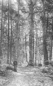 Michigan Trees: A Handbook of the Native and Most Important Introduced Species