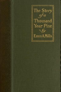 The Story of a Thousand-Year Pine