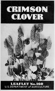 Crimson Clover [1947]