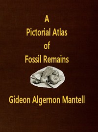 A Pictorial Atlas of Fossil Remains, consisting of coloured illustrations selected from Parkinson's "Organic remains of a former world," and Artis's "Antediluvian phytology."